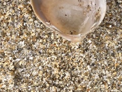 Laevicardium substriatum