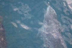 Stenella frontalis