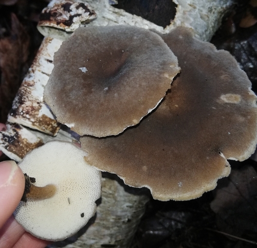 Žieminė Skylėtbudė nuotrauka