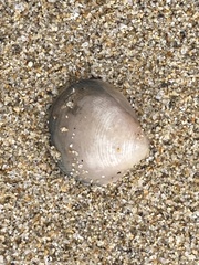 Laevicardium substriatum