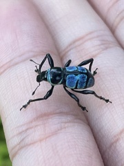 Metapocyrtus kuehli