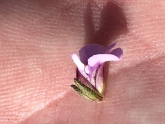 Muraltia splendens splendens