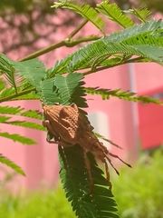 Platyomus nodipennis
