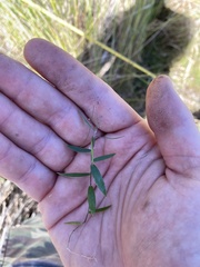 Dichanthelium dichotomum