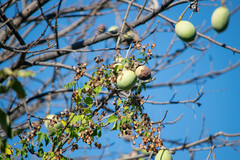 Ceiba aesculifolia
