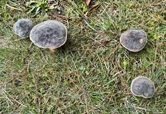 Xerocomellus zelleri