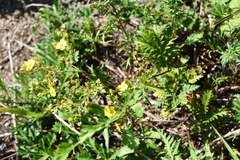 Potentilla chinensis