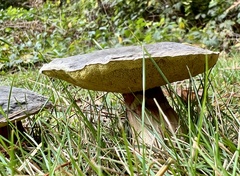 Xerocomellus zelleri