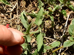 Glandularia peruviana