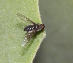 Spogostylum incisurale