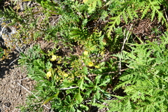 Potentilla chinensis