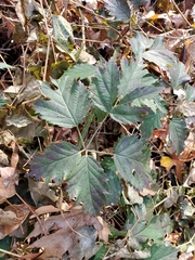 Rubus laciniatus