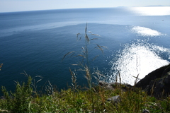 Achnatherum pekinense