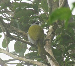 Phaenicophilus palmarum