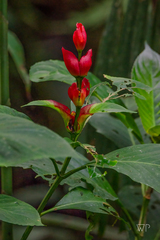 Sanchezia macrocnemis