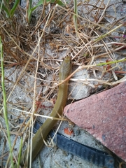 Lycodonomorphus inornatus