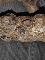 Andricus quercuscorticis