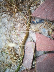 Lycodonomorphus inornatus