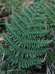 Dryopteris guanchica
