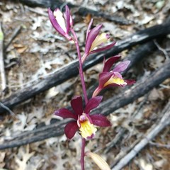 Bletia warnockii
