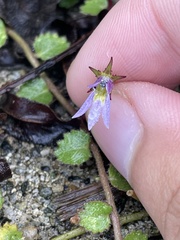Lobelia nummularia