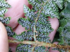 Dryopteris guanchica