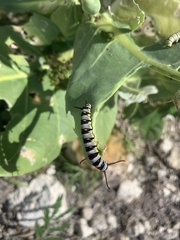 Danaus gilippus