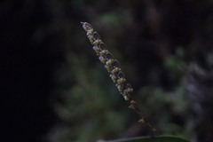 Stelis