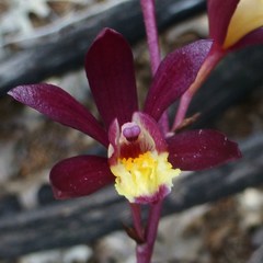 Bletia warnockii