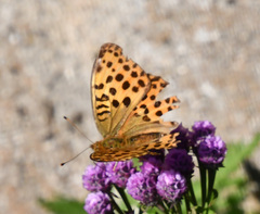 Argynnis laodice