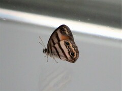 Cissia pseudoconfusa