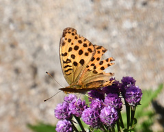 Argynnis laodice