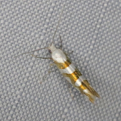 Argyresthia calliphanes