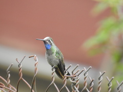 Lampornis clemenciae