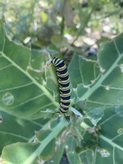 Danaus gilippus