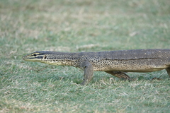 Varanus panoptes panoptes
