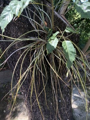 Acanthostachys strobilacea