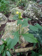 Barleria oenotheroides