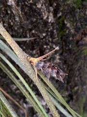 Acanthostachys strobilacea