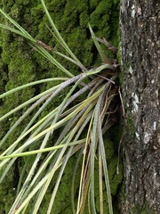 Acanthostachys strobilacea