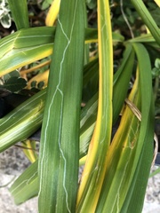 Ophiomyia kwansonis