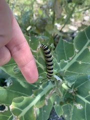 Danaus gilippus