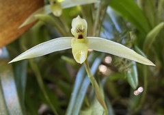 Maxillaria acuminata