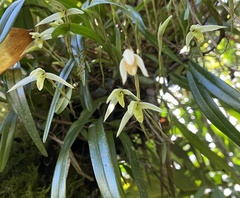 Maxillaria acuminata