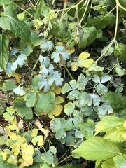 Erysiphe aquilegiae