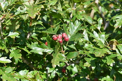 Crataegus pinnatifida