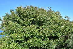 Crataegus pinnatifida