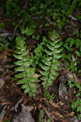 Cyclogramma auriculata