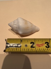 Macrostrombus costatus