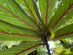 Columnea